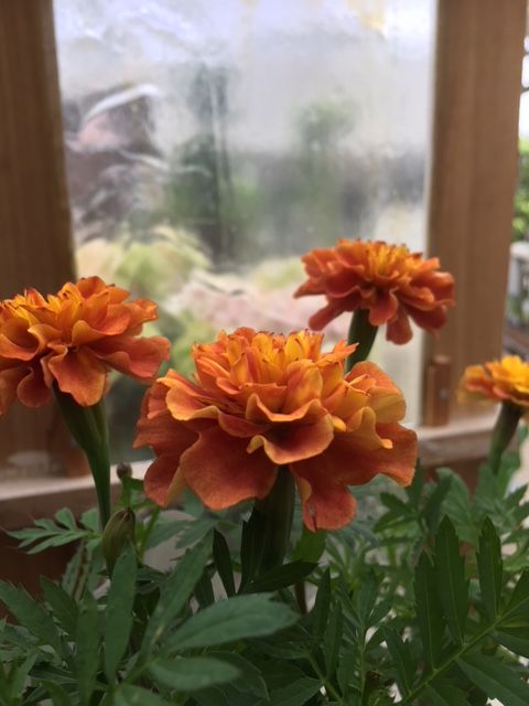 世界初 ストロベリーカラーの フラワーガーデン花音