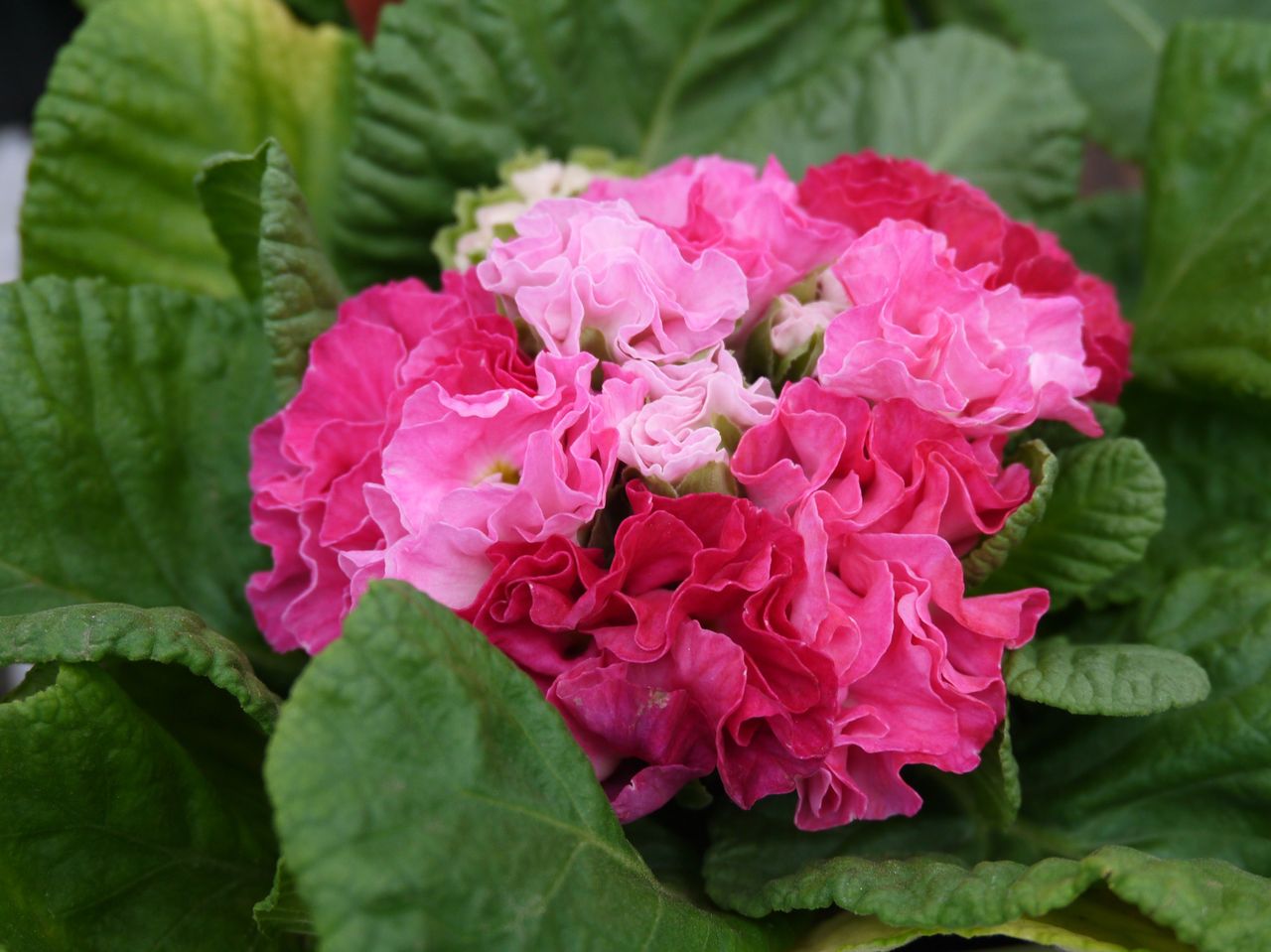 プリムラ ジュリアンの季節 フラワーガーデン花音