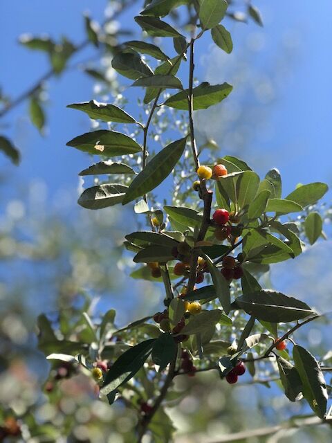 キラキラ実もなる木 フラワーガーデン花音