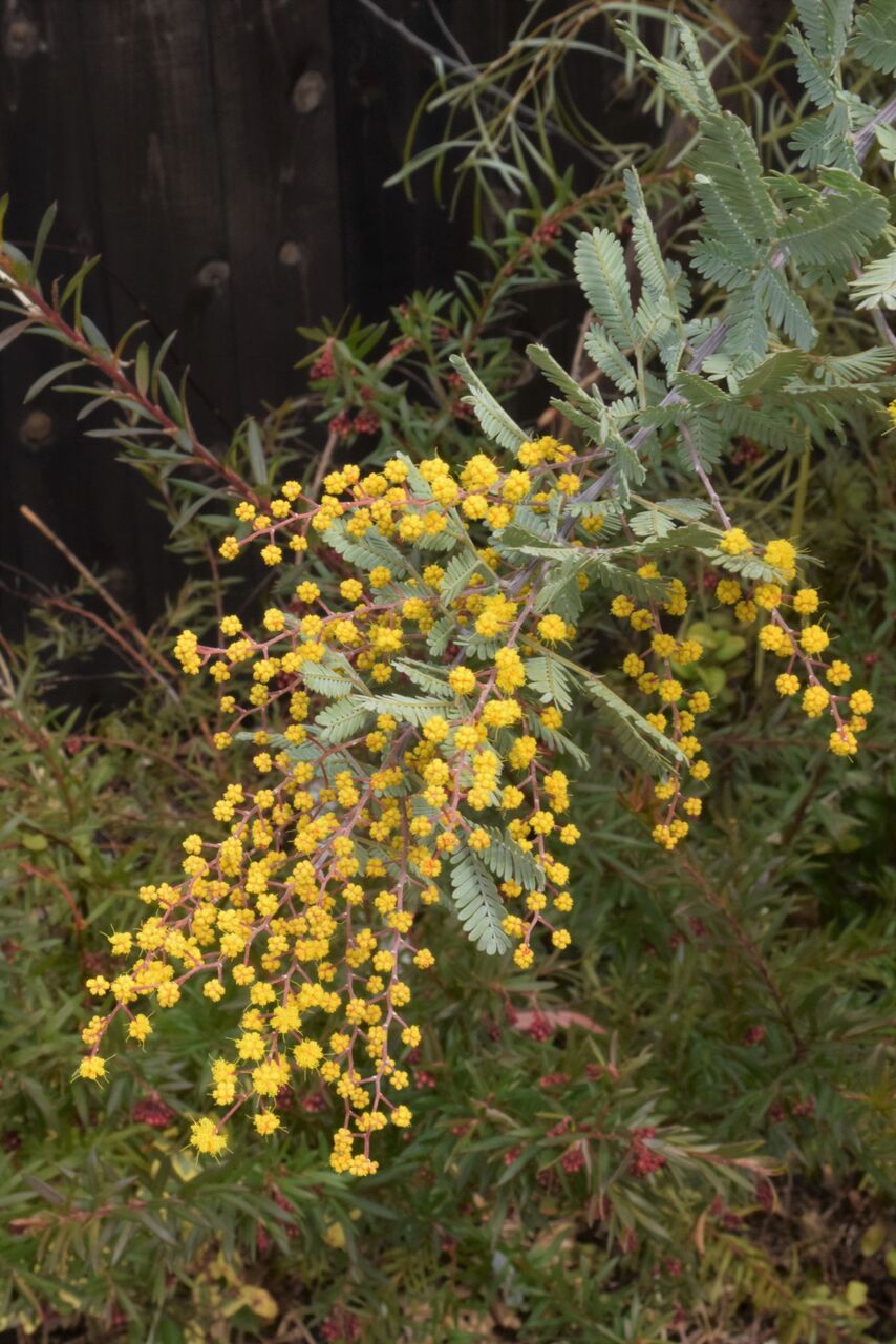 ミモザの花付き枝さしあげます フラワーガーデン花音 ミモザの花付き枝さしあげます フラワーガーデン花音