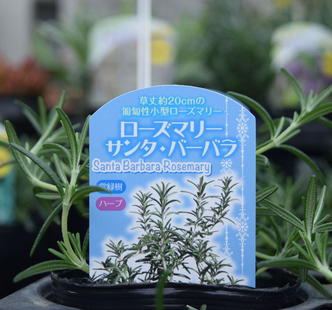 ローズマリーも色々 フラワーガーデン花音