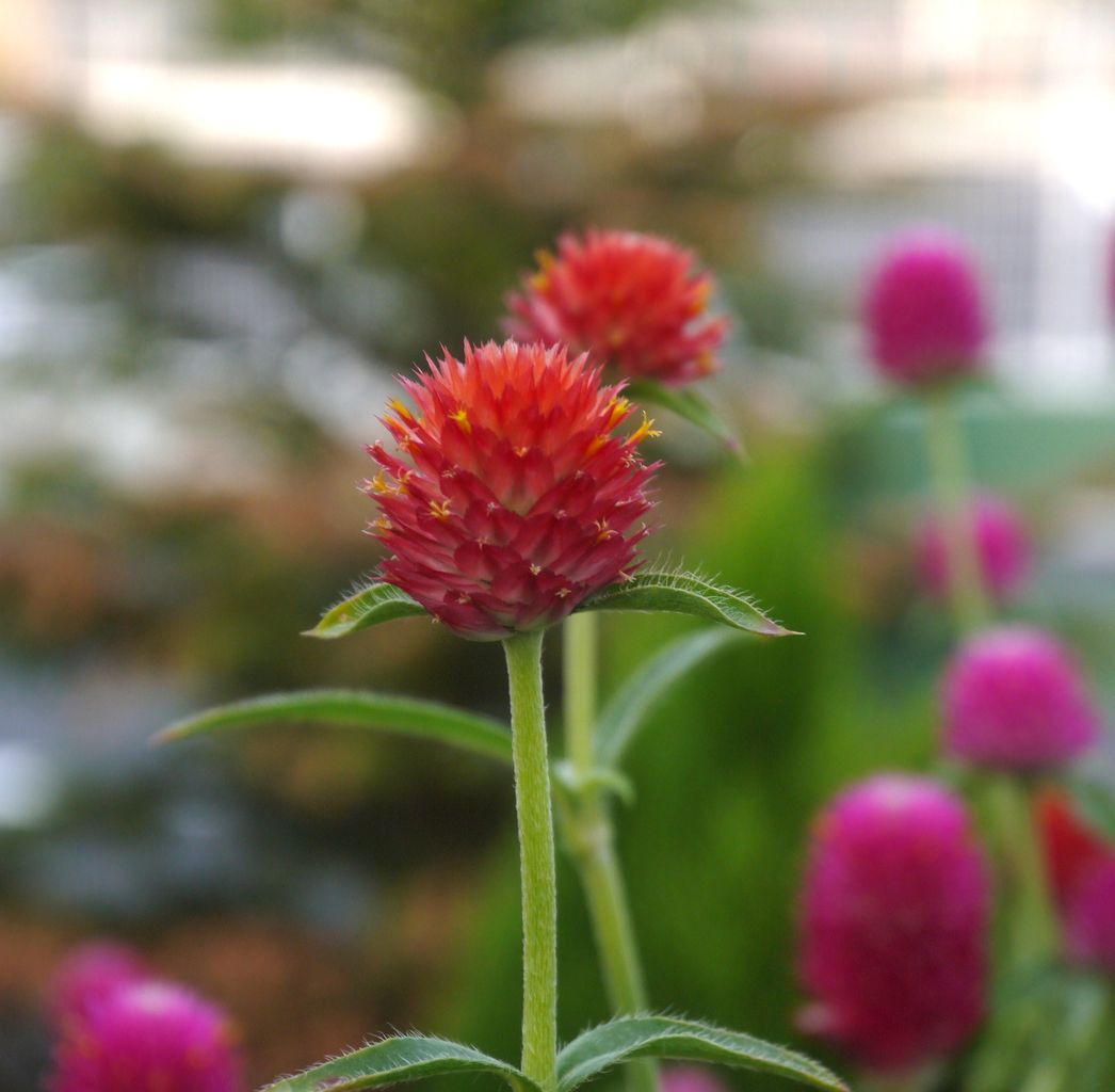 千日紅いろいろ フラワーガーデン花音