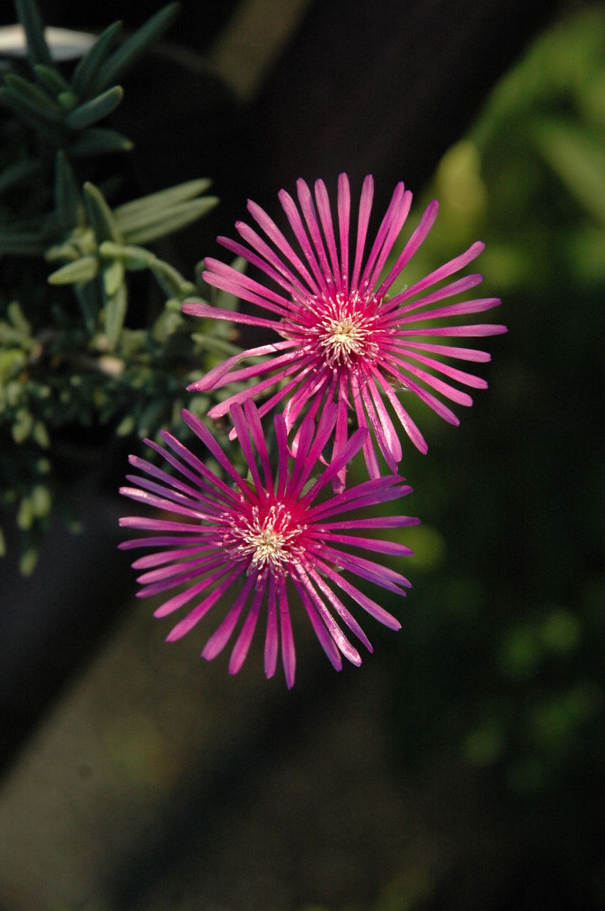 花 フラワーガーデン花音 花 フラワーガーデン花音