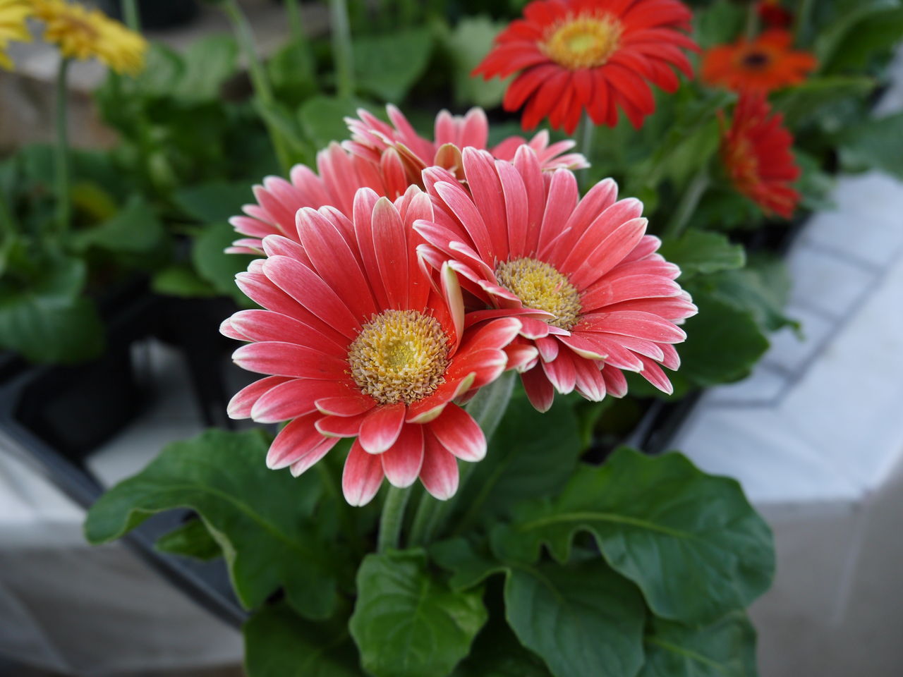 ガーベラ フラワーガーデン花音