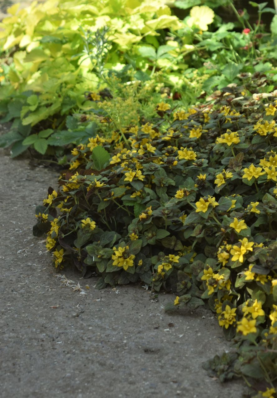 リシマキア ミッドナイトサン フラワーガーデン花音