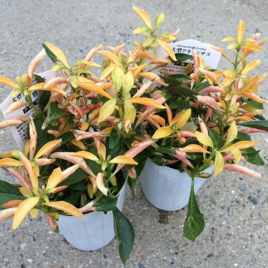 14年09月 フラワーガーデン花音