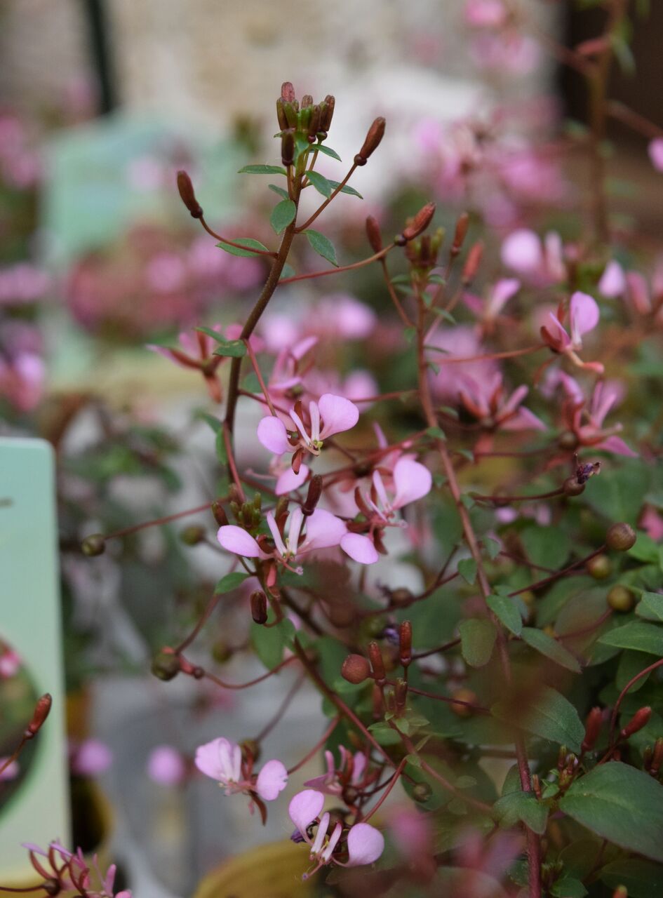 フラワーガーデン花音