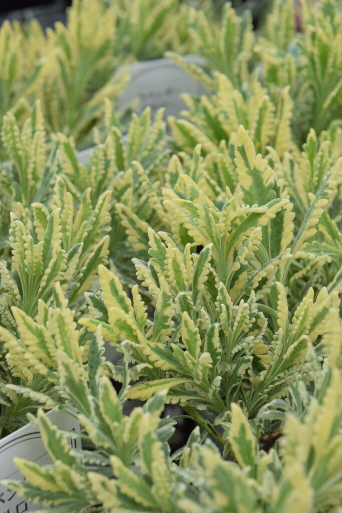 香りの良い植物 フラワーガーデン花音