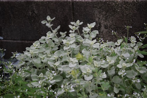 バロータ フラワーガーデン花音 バロータ フラワーガーデン花音