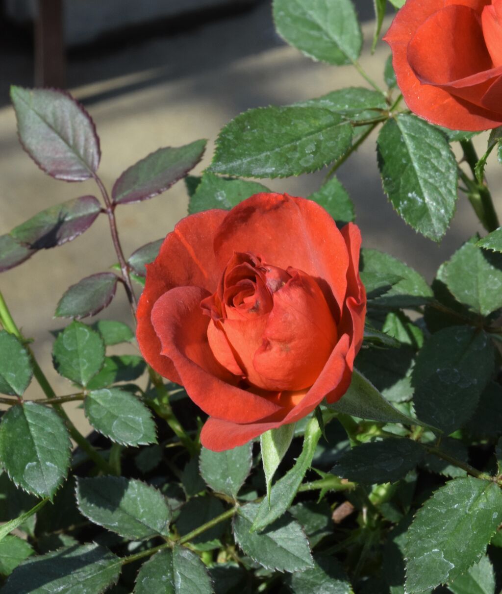 ミニバラ フラワーガーデン花音