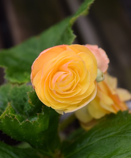 DSC_0689