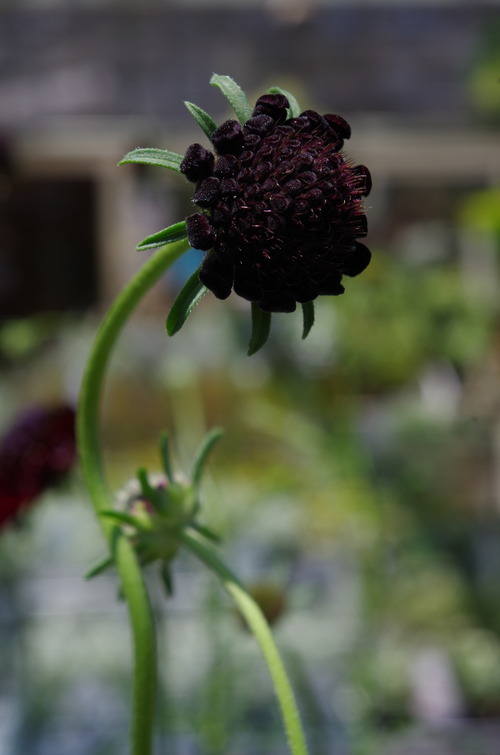IMGP6199