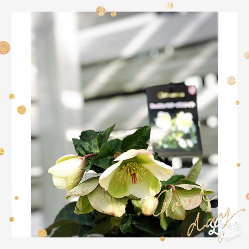 56799554-A84F-428C-853D-0175B5B1D950