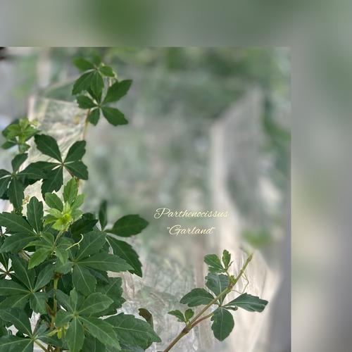 212DA85A-628F-4C18-92E6-709A874940E0