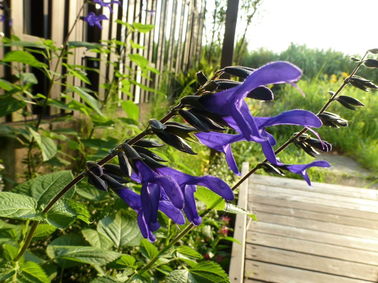 メドーセージ フラワーガーデン花音 メドーセージ フラワーガーデン花音