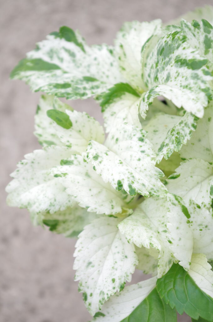 四季折々を楽しめるナチュラルガーデン作りを始めよう これは即買い 斑入りスフレ入荷の巻 フラワーガーデン花音 四季折々を楽しめるナチュラルガーデン作りを始めよう これは即買い 斑入りスフレ入荷の巻 フラワーガーデン花音