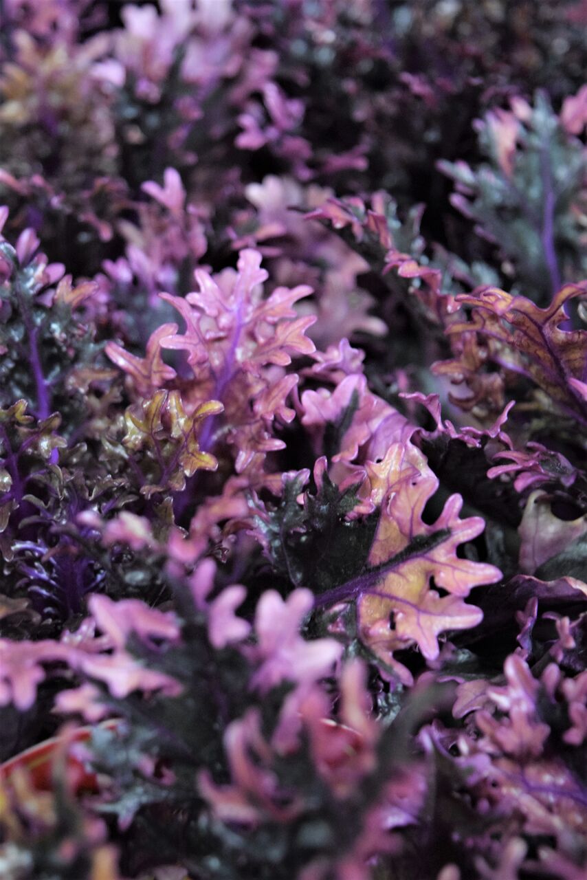 ハボタンの入荷が始まりました フラワーガーデン花音