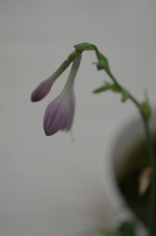 IMGP6482