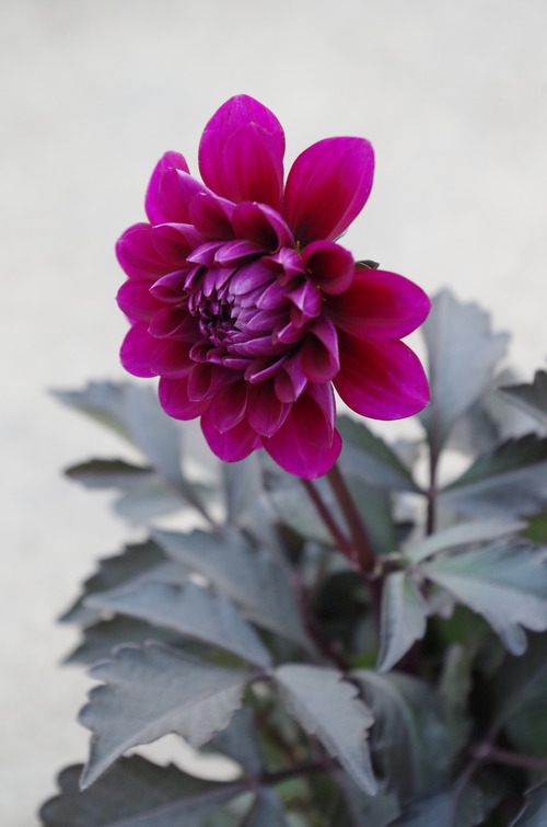 IMGP0286