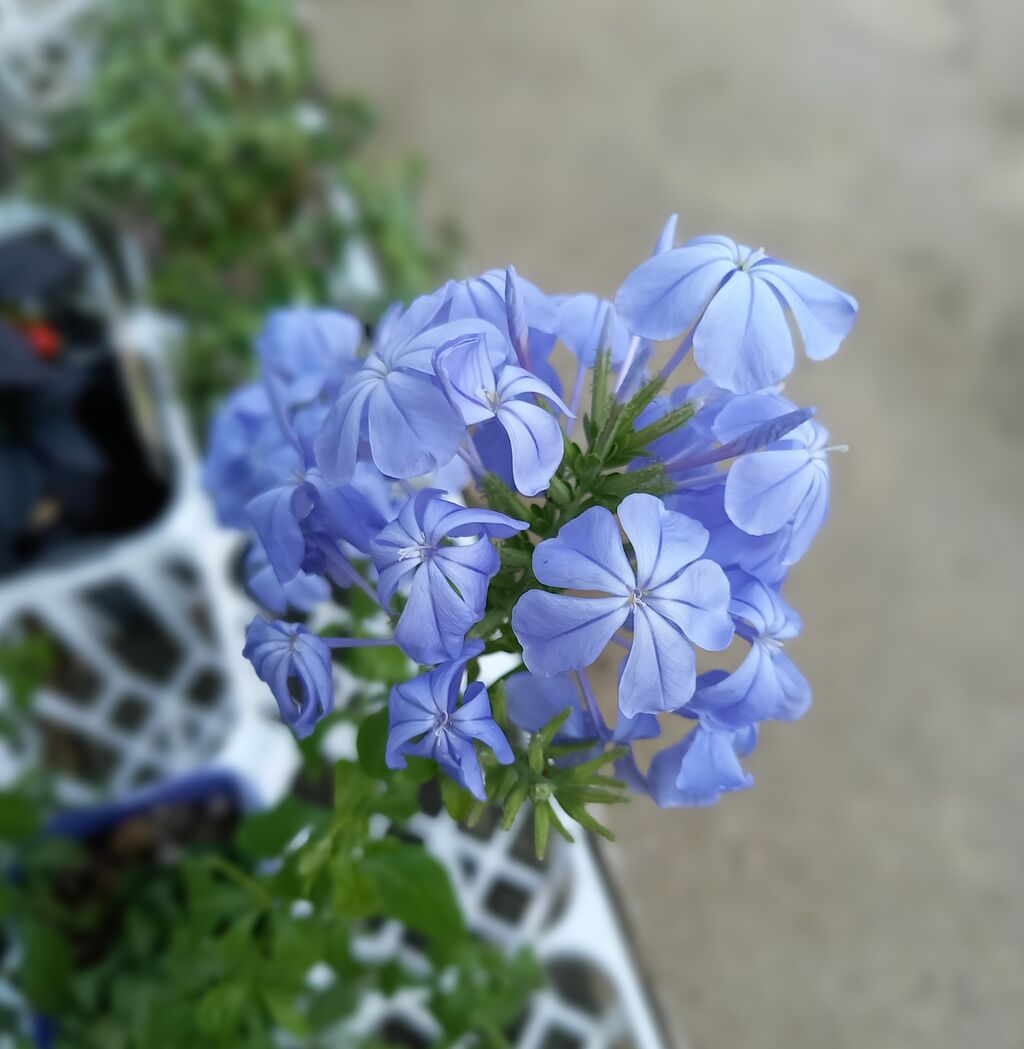 フラワーガーデン花音