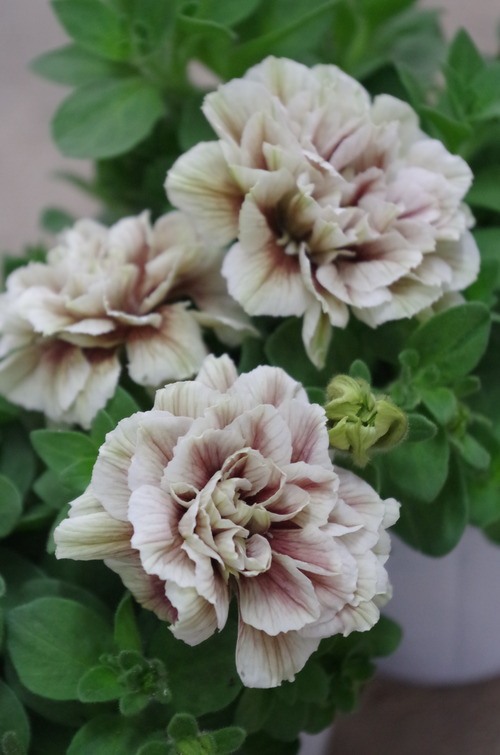 IMGP0832