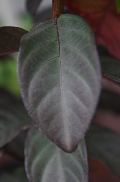 IMGP9970