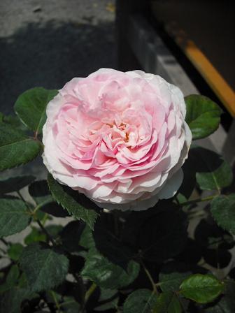 3c6ff86d.jpg