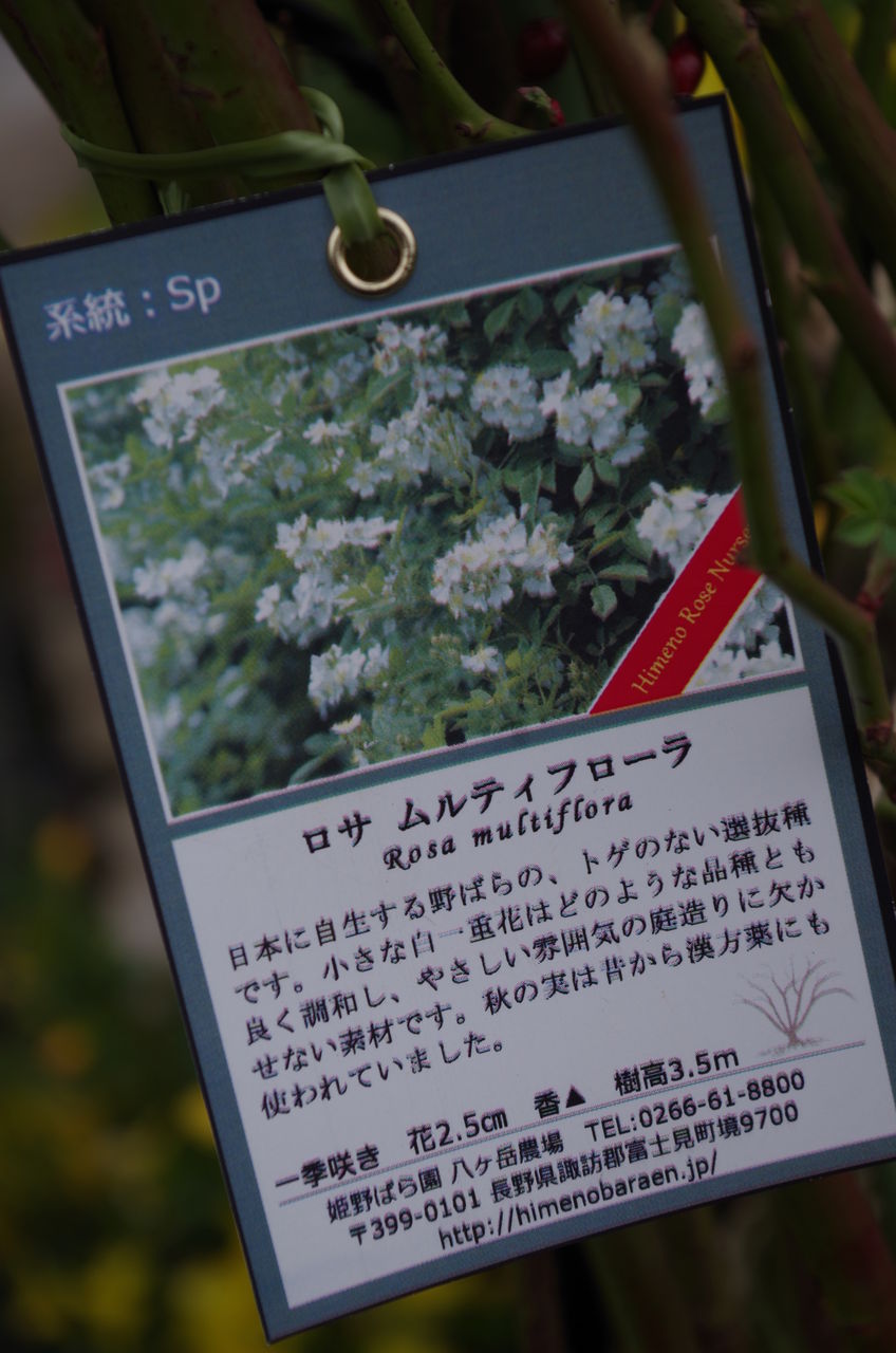 庭木 フラワーガーデン花音 庭木 フラワーガーデン花音