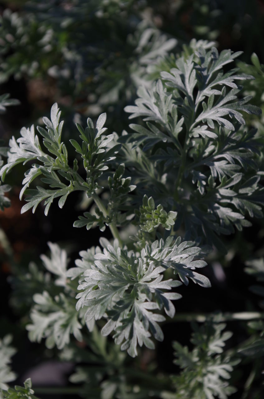 より激しく 粗い 感じが好き フラワーガーデン花音