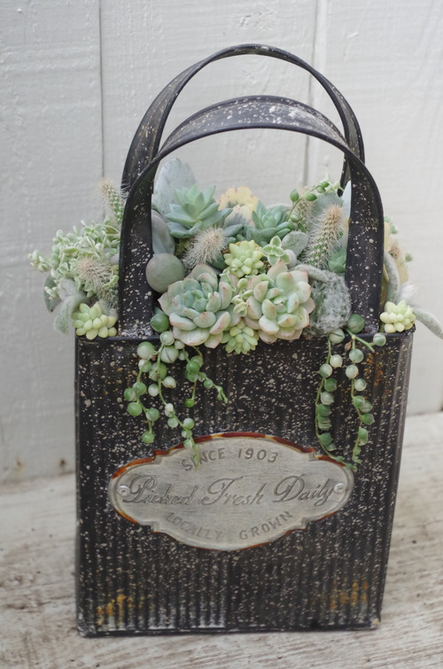 トヨダblog フラワーガーデン花音