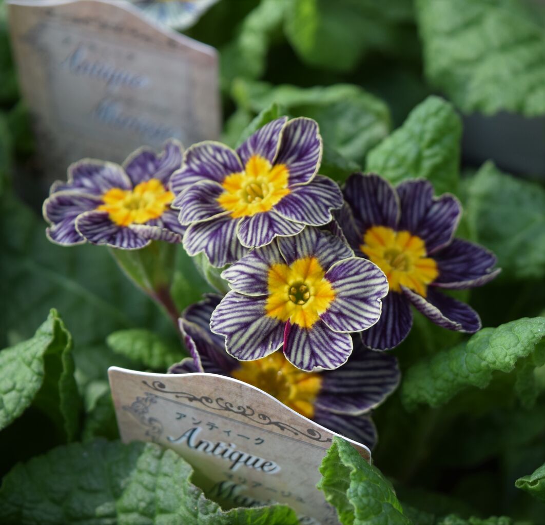 プリムラジュリアン フラワーガーデン花音