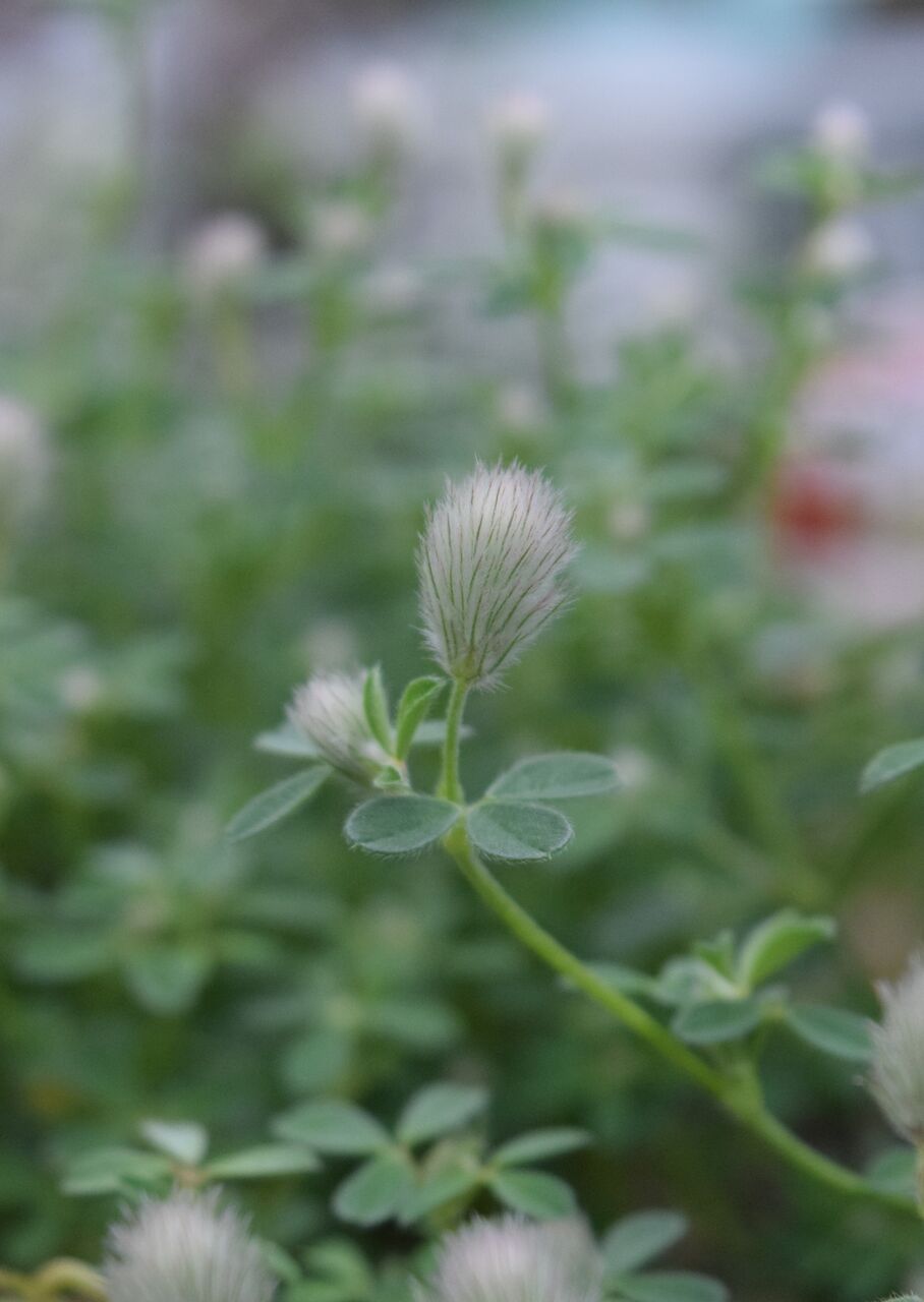 白い花たち フラワーガーデン花音