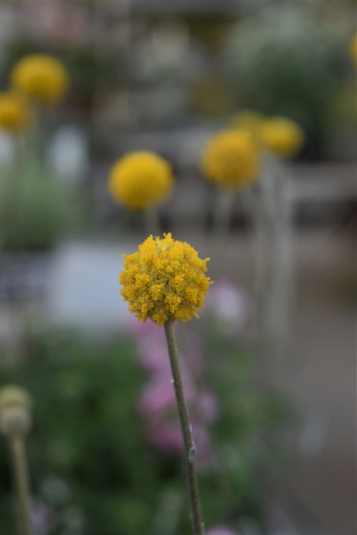 DSC_4237