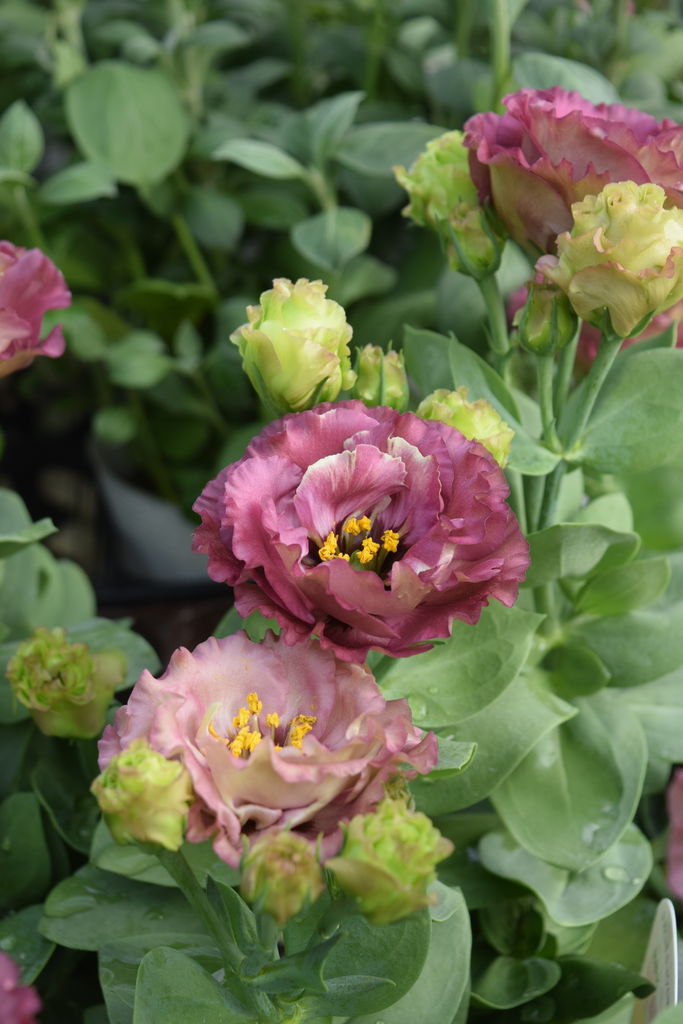 こんな感じはいかがでしょうか フラワーガーデン花音