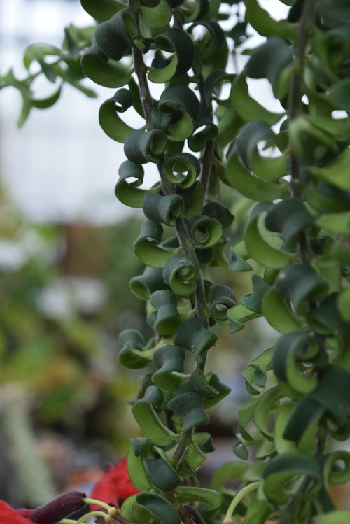 観葉植物 フラワーガーデン花音