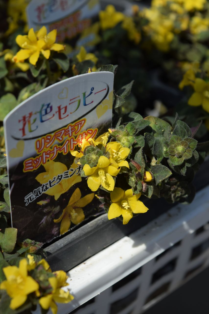 リシマキア ミッドナイトサン フラワーガーデン花音