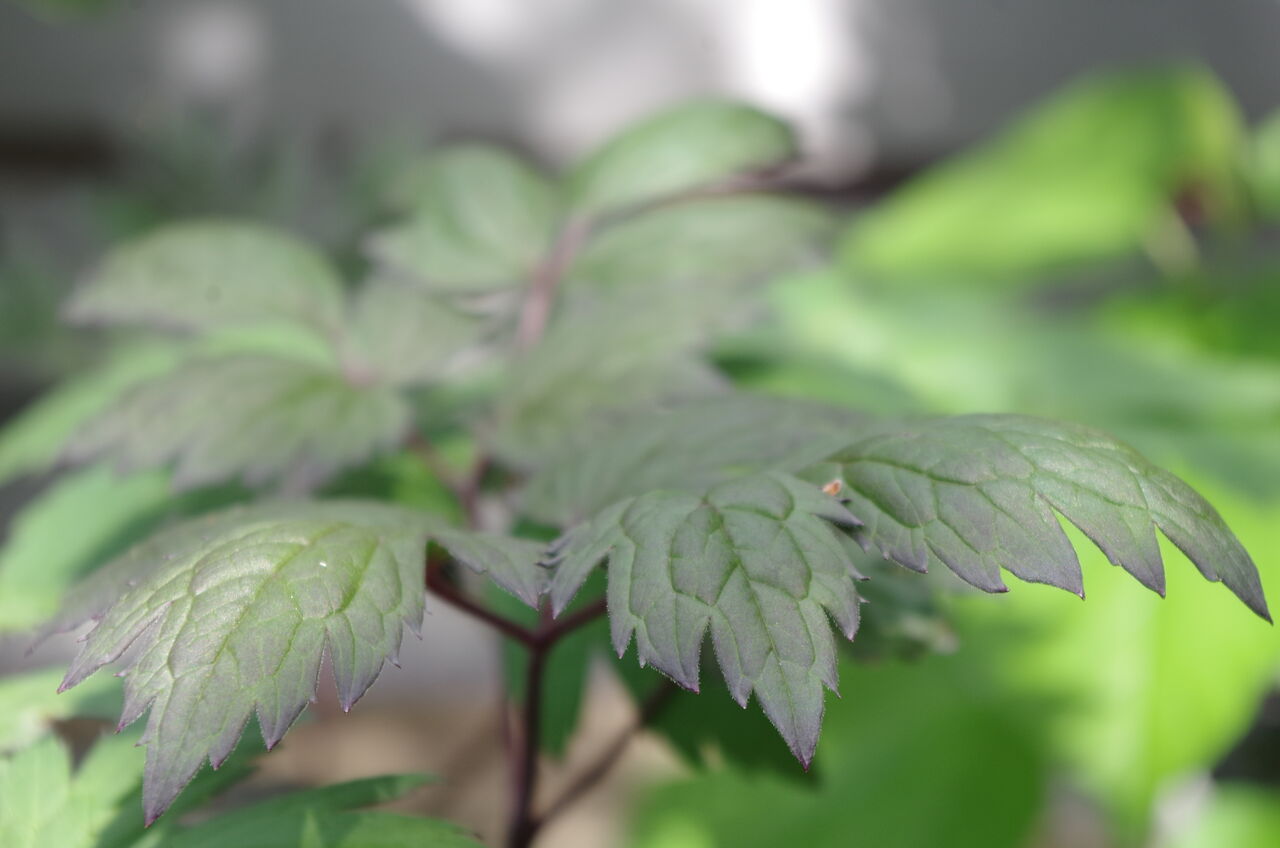ほっこりしよう 植物をじっくり そして自分もじっくり見つめなおそう お庭にもうひとスパイス加えよう 銅葉のススメの巻 フラワーガーデン花音