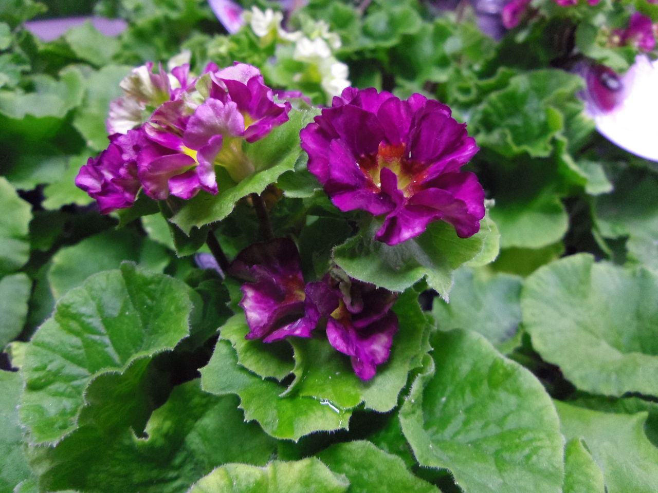 ん 春ですか フラワーガーデン花音