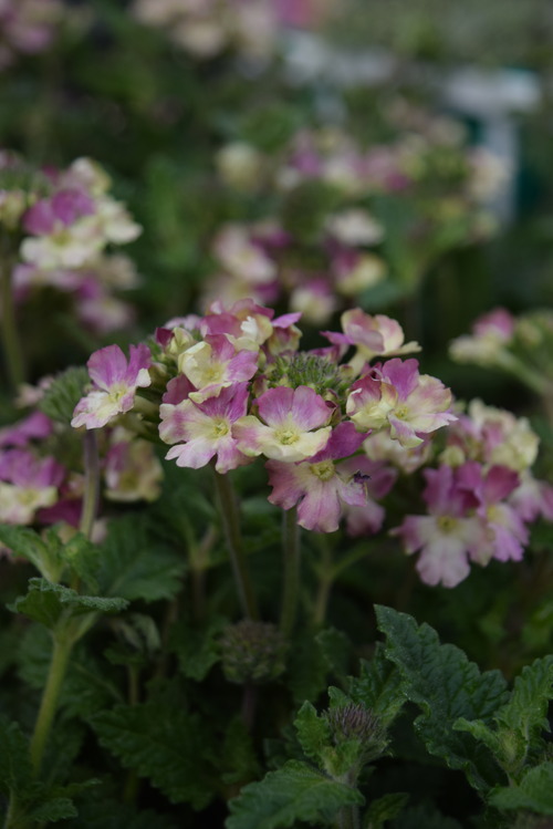 花冷え フラワーガーデン花音