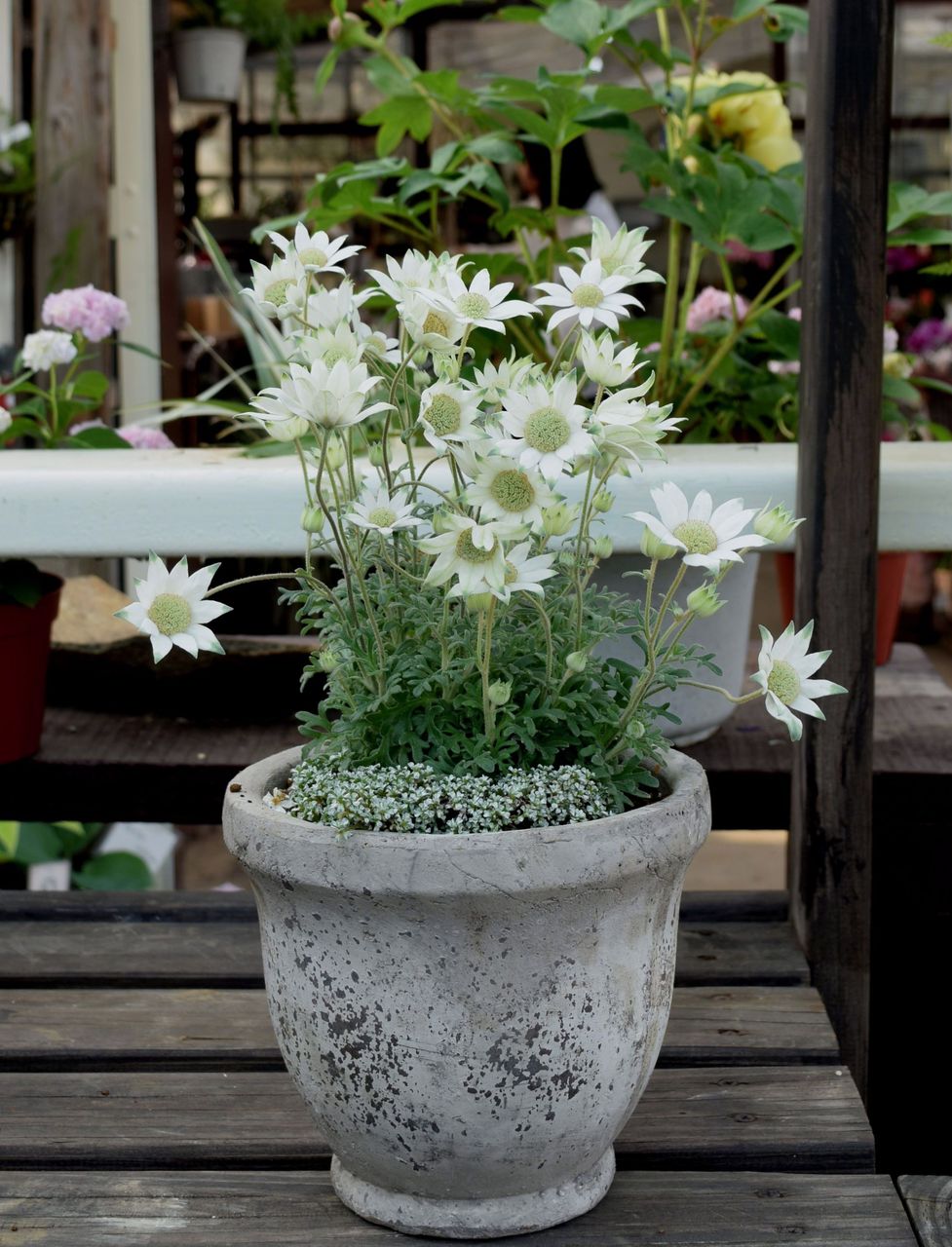 フラワーガーデン花音の寄せ植え フラワーガーデン花音