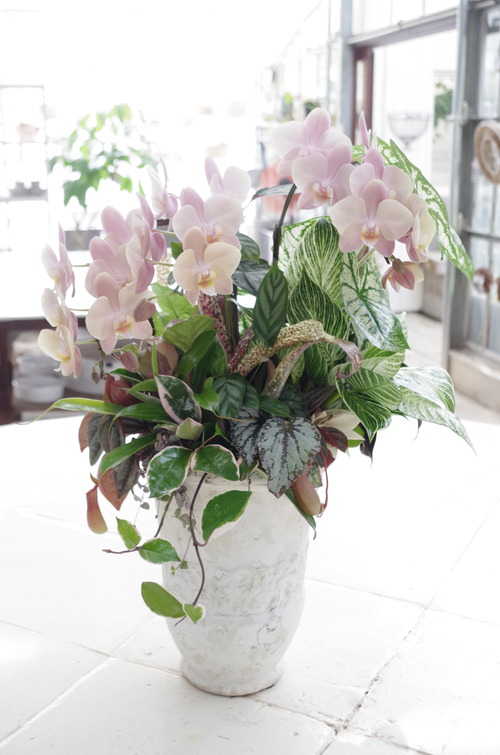 トヨダblog フラワーガーデン花音 トヨダblog フラワーガーデン花音