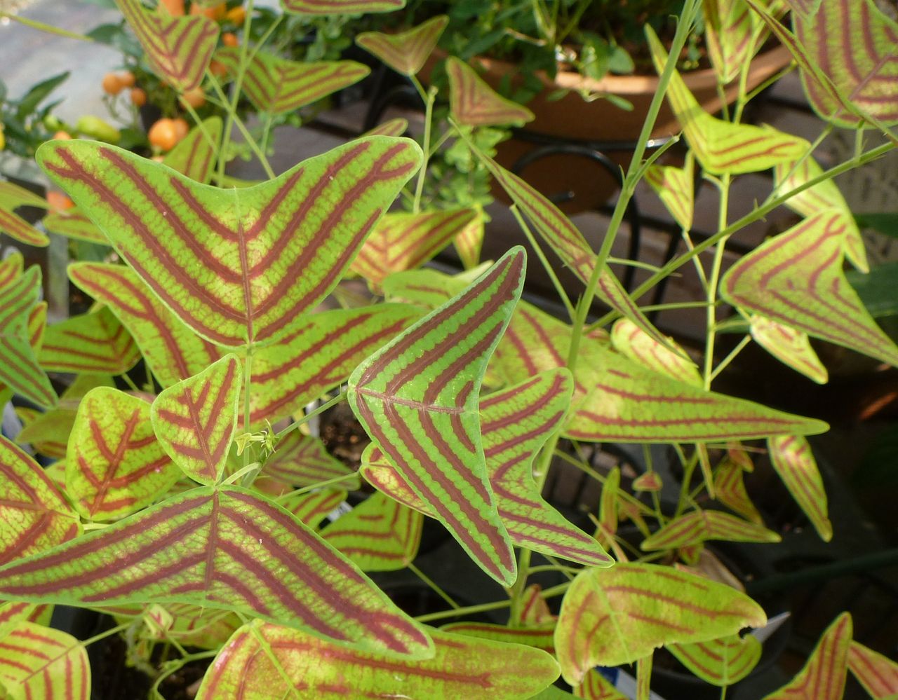 ヒコウキソウ フラワーガーデン花音