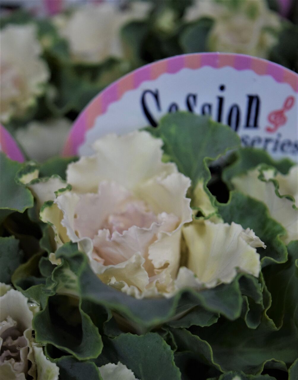 ハボタンの入荷が始まりました フラワーガーデン花音