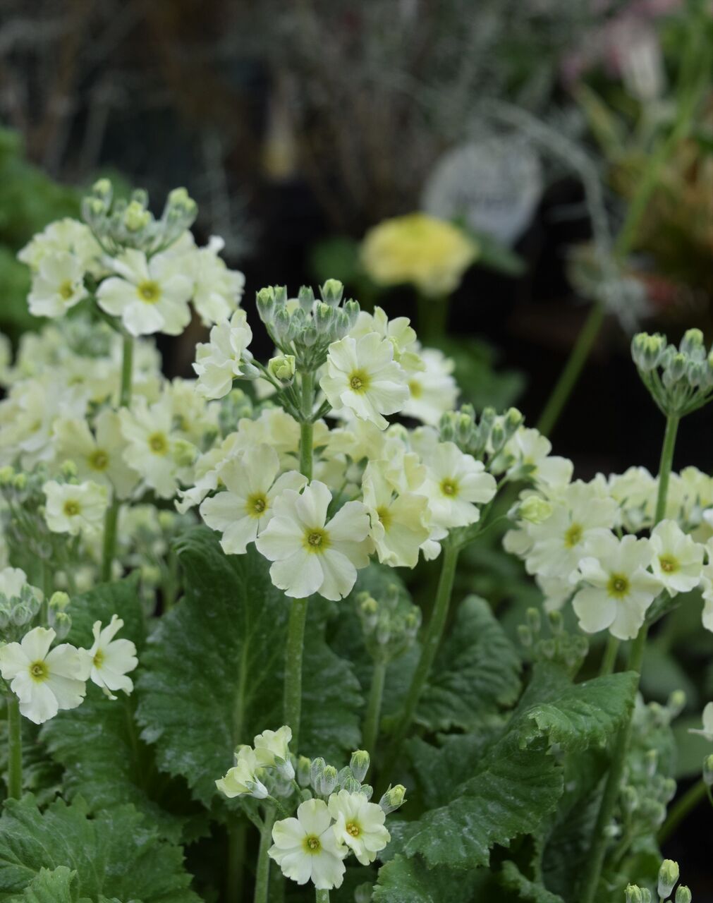 サクラソウ ウィンティ フラワーガーデン花音