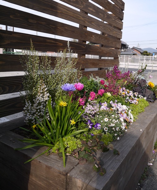 春の花壇 フラワーガーデン花音