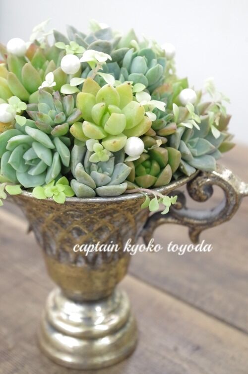 トヨダblog フラワーガーデン花音