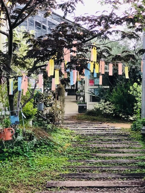 七夕です どんなお花が咲くかのかなあ フラワーガーデン花音