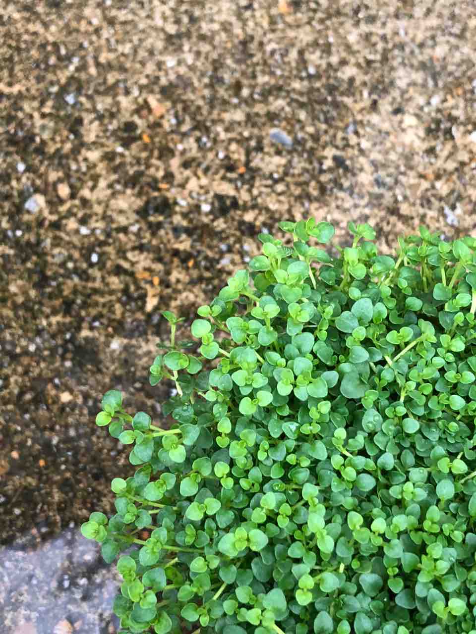 葉っぱのカーペット 色々あります フラワーガーデン花音 葉っぱのカーペット 色々あります フラワーガーデン花音