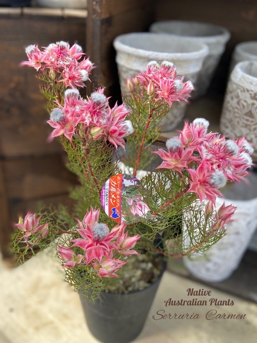 BBFA50BA-83D5-4CB0-9A77-5BCFA12DEDC7