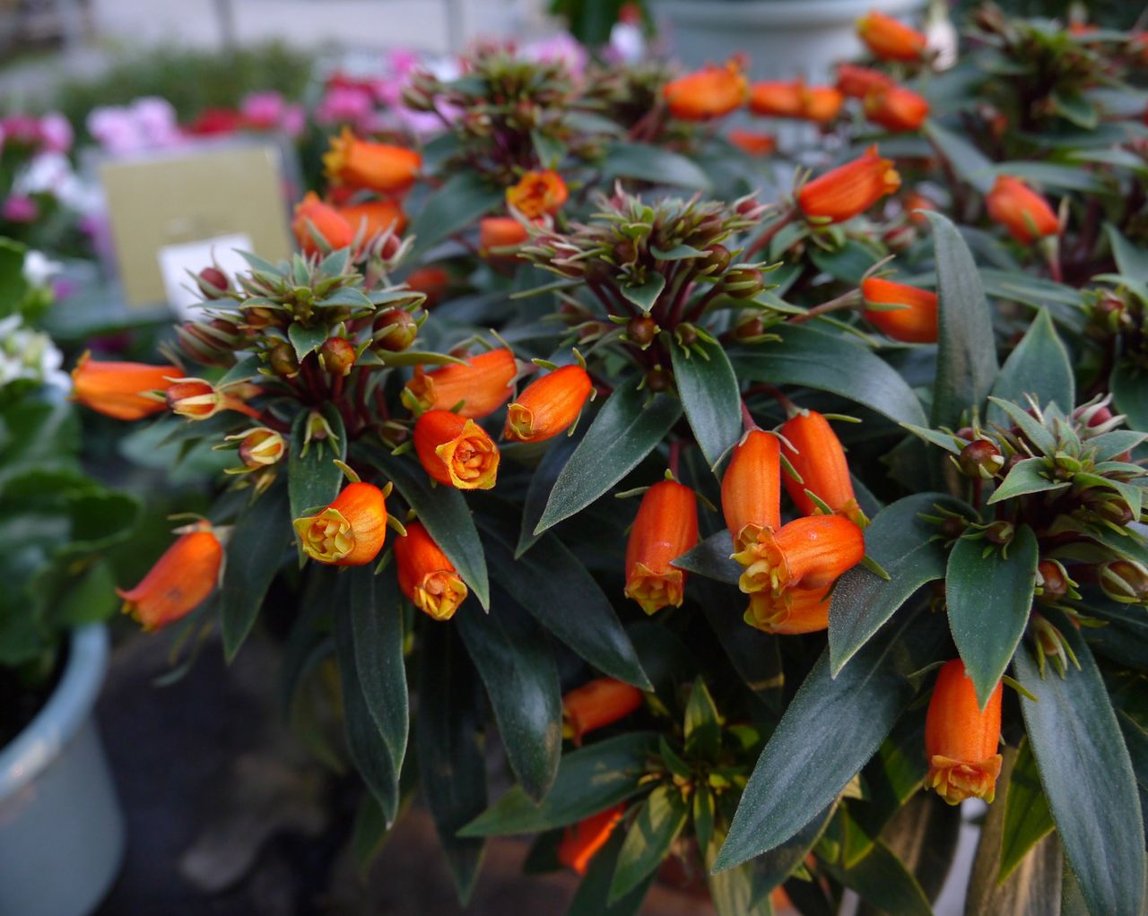 13年11月 フラワーガーデン花音